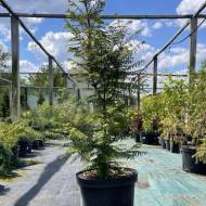 Саженец метасеквой глиптостробусный в контейнере